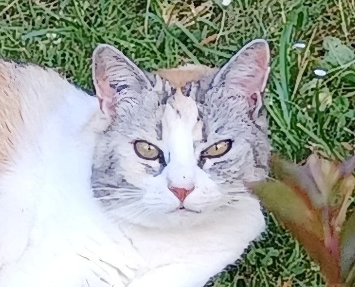 Lou 